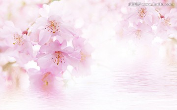 大型寫真花紋背景