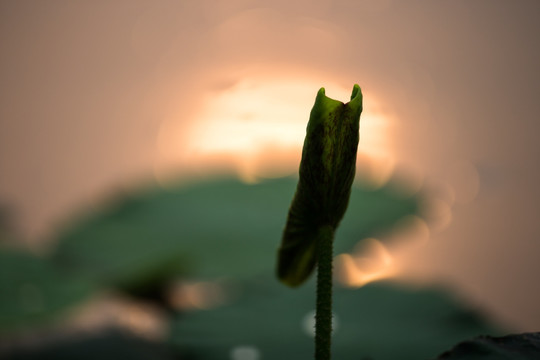 梦幻荷塘 波光粼粼