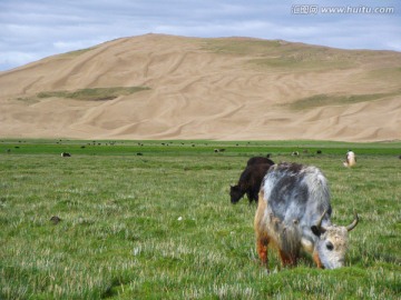 西藏阿里地区草原风光