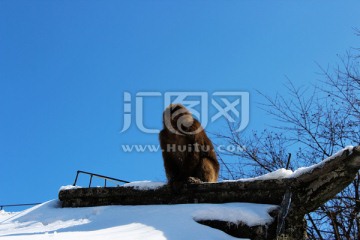 峨眉山猴趣