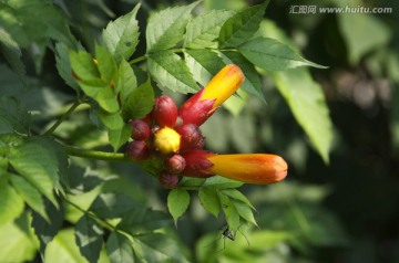 凌霄花与花蚊子