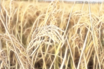 抽象畫 裝飾畫 藝術(shù)畫 壁畫