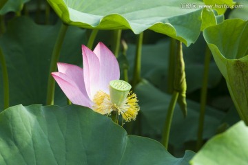 荷花 莲蓬 花瓣 残荷