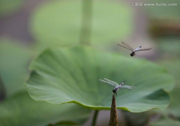 飞舞的蜻蜓