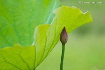 荷花荷叶