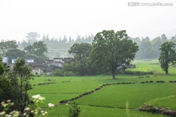 安徽宏村水稻田