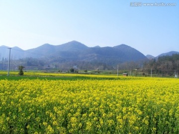 开满油菜花的田野