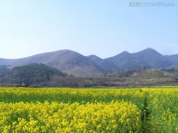 开满油菜花的田野