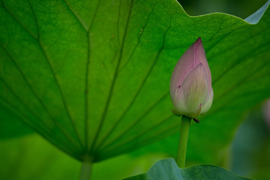 荷花