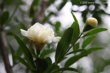 石榴花