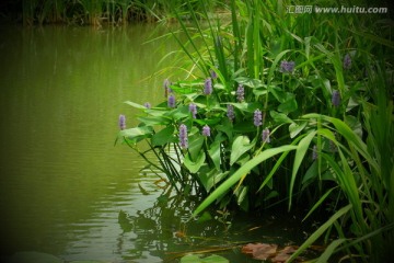 水葫芦