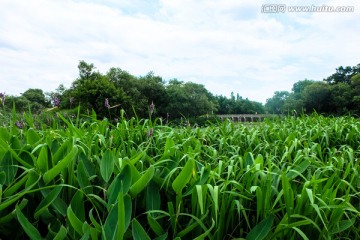 西溪湿地