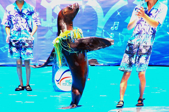 海狮达人秀表演 草裙舞