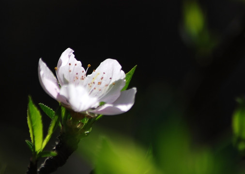 桃花 花卉 画意桃花 花朵