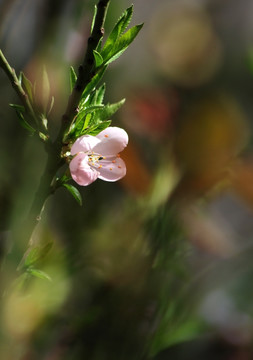 桃花 花卉 画意桃花 花朵