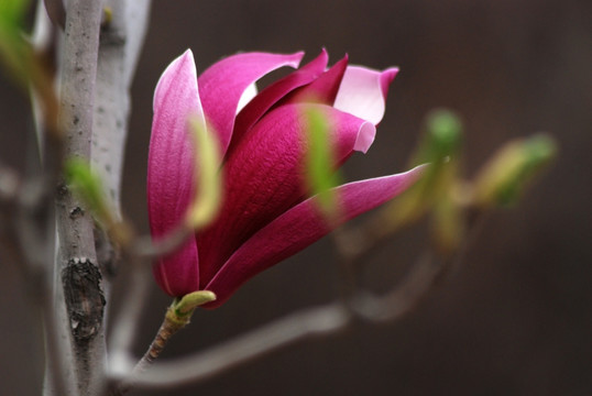 玉兰花 紫玉兰 花卉 花朵