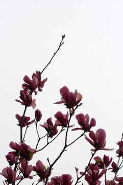 玉兰花 紫玉兰 花卉 花朵