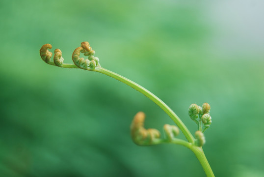 初夏野草