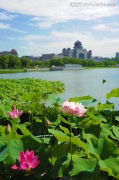 仿油畫 清水芙蓉
