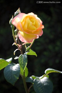 仿油畫(huà) 黃色月季花