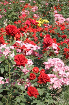 仿油畫 月季與薔薇