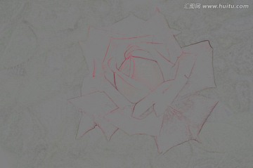 铅笔画 月季花 灰色背景图