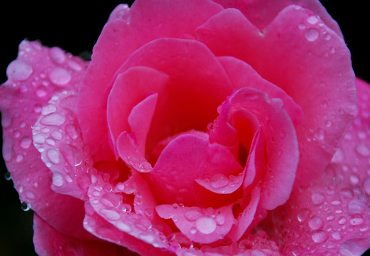 粉色玫瑰花