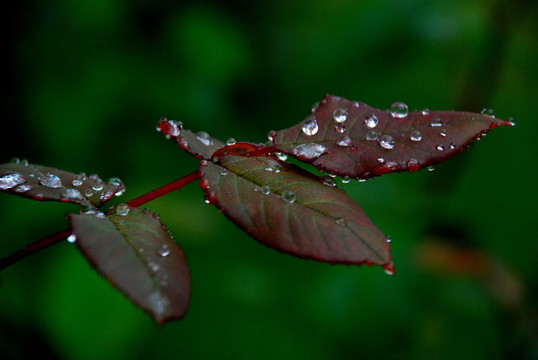 叶子 水珠