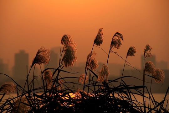 晨曦芦苇