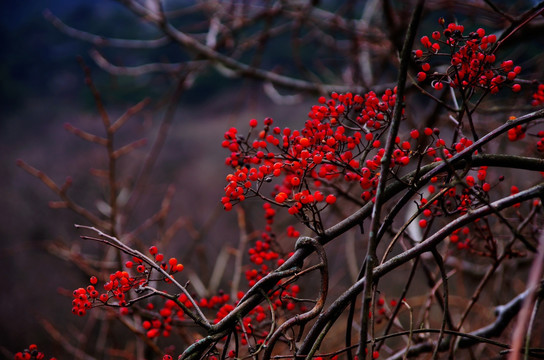 黄山