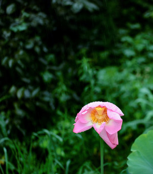 雨中花 雨中荷花