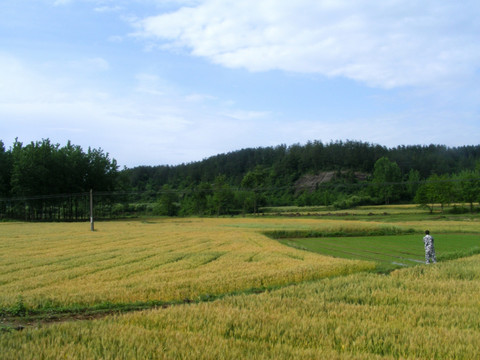 麦田