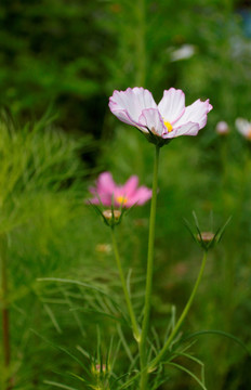 波斯菊