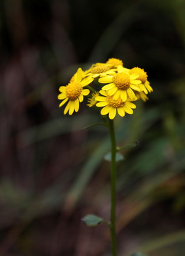 野菊花