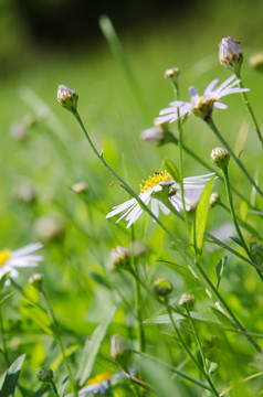 野生雏菊花