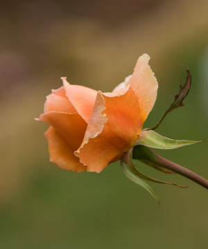 阿拉什姆玫瑰花