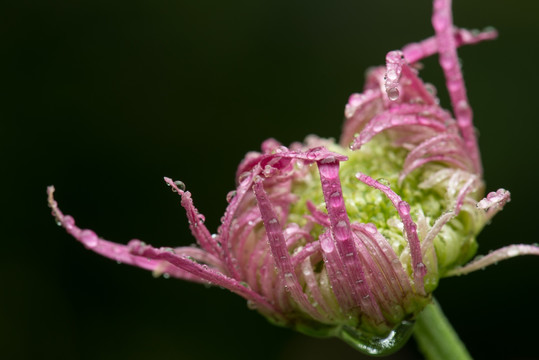 清新观赏菊花