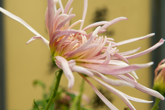 汉字背景观赏菊花