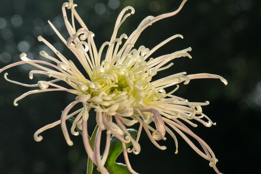 观赏菊花特写