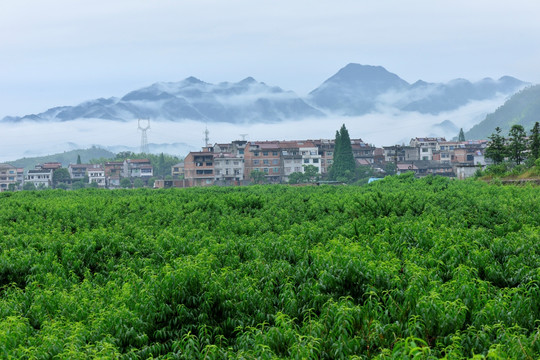 高山 桃园 桃树 云雾 云山