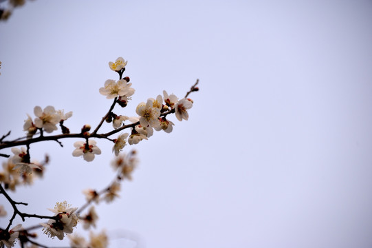 灵峰 灵峰探梅 冬季 梅花