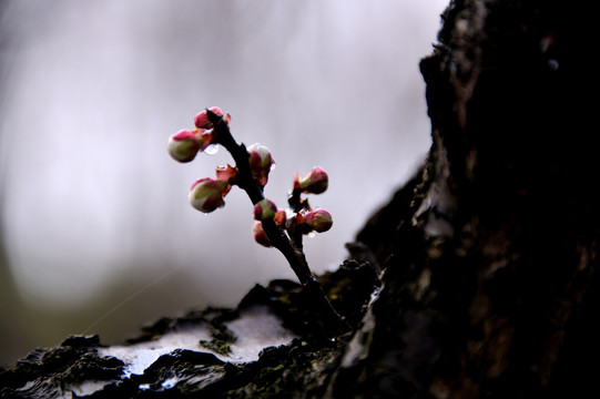 灵峰 灵峰探梅 冬季 梅花