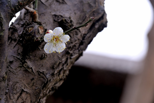 灵峰 灵峰探梅 冬季 梅花