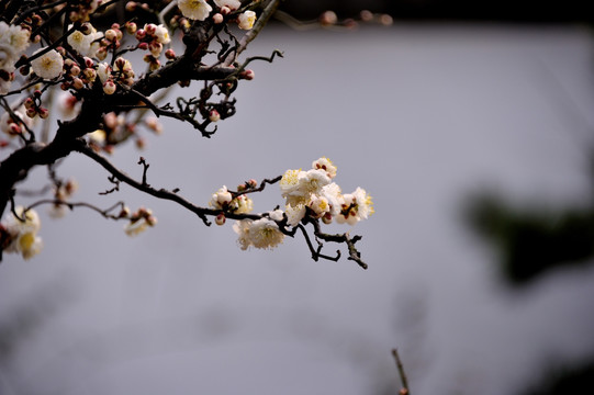 灵峰 灵峰探梅 冬季 梅花