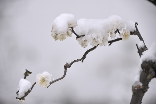 灵峰 灵峰探梅 冬季 雪梅