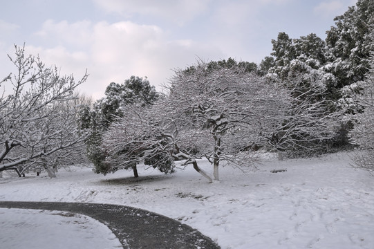 灵峰 灵峰探梅 冬季 梅花