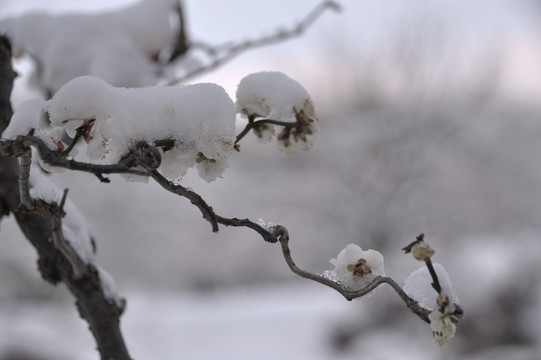 灵峰 灵峰探梅 冬季 雪梅