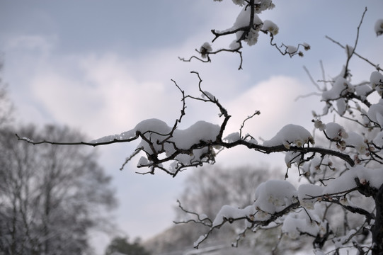 灵峰 灵峰探梅 冬季 雪梅 白