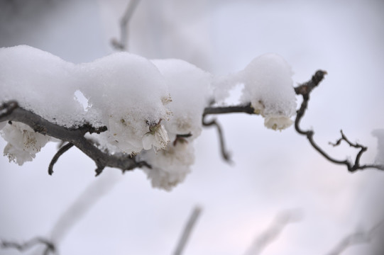 灵峰 灵峰探梅 冬季 雪梅 白