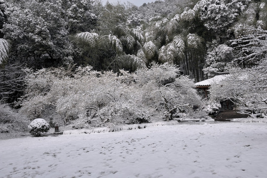 灵峰 灵峰探梅 冬季 梅花